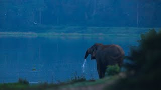 The beautiful lifestyle of wild elephants in the wild Elephant soul [upl. by Octavian]