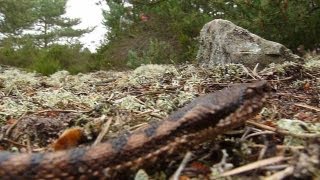 Grosse vipère aspic en forêt de Fontainebleau [upl. by Nahij]