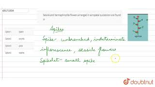 Sessile and hermaphrodite flowers arranged in acropetal sucessoin are found in [upl. by Elton]