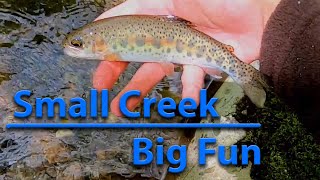 3 weight Fly Fishing Upper Deep Creek Great Smoky Mountains National Park [upl. by Minta]