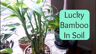 Lucky Bamboo repotting into soil Care Tips [upl. by Engracia]