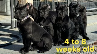 Cane Corso PUPPIES 4 to 8 weeks old shenanigans canecorso dogtraining dog [upl. by Aynekal]