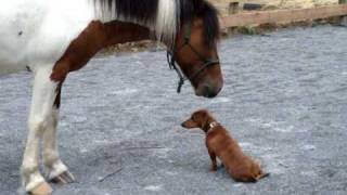 Pony and Dachshund play [upl. by Yggam]