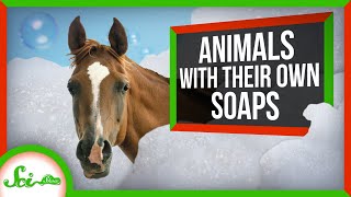 Dangerous Soaps How Animals Use Surfactants [upl. by Fife]