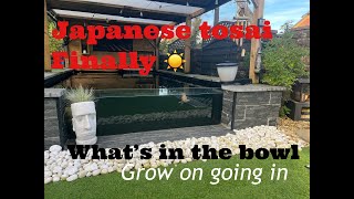 tosai koi measured and moved to pond some cracking results koi ponds fish [upl. by Eedoj]