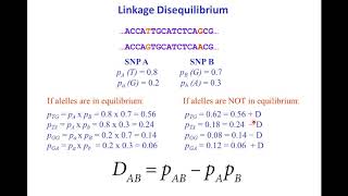 SNPs haplotypes and linkage disequilibrium [upl. by Sivia]