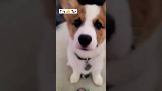 Cheese Tax Original Puppy Songs Hoku the Corgi 🦊 corgi dogs shorts cheesetax [upl. by Maillil]