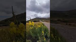 Vitosha Mountain Bulgaria 2000 meters above sea level🌼⛰️ mountain flowerhaiking [upl. by Conlan]