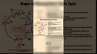 Unlocking the Secrets of the Calvin Cycle [upl. by Buehrer]