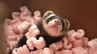 Ferrets Playing in Packing Peanuts [upl. by Alywt]