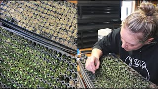 Lisianthus Seedlings amp Algae Growth My Quick Fix Checking on the Ranunculus  Flower Hill Farm [upl. by Kidder]