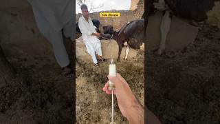 Mastitis treatment  cow disease  cowboy  cow treatment  vet animalhealth cow vetvisit [upl. by Keisling671]