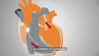 Le système de conduction électrique du cœur [upl. by Assil122]