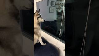 ¡Sapphie la Pomsky se queda sola en casa 🐾🏠😄 [upl. by Adoc]