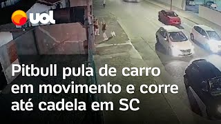 Pitbull pula de carro em movimento e corre em direção a cadela em Joinville SC veja vídeo [upl. by Adnalor]