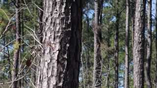 Introduction to Loblolly Pine [upl. by Morville896]