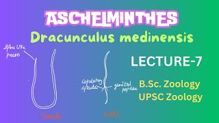 Dracunculus medinensis  Parasitic Aschelminthes  Nematodes  Zoology  Full Notes in description [upl. by Bywoods]