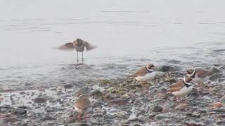 Plovers and Sandpipers [upl. by Basir299]