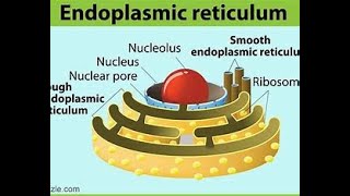 Endoplasmic reticulum class 9 Class 9 The Fundamental Unit of Life  Cell Class 9 [upl. by Male916]