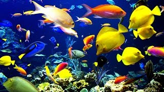 🐠 Красивые рыбки в аквариуме [upl. by Anett]