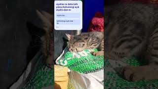 Kediler çok tatlı cute funnyvideo funnykid aboneolmayiunutmayin keşfet kedi [upl. by Elocn705]