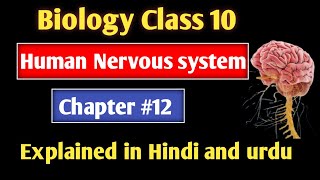 quotUnlocking the Secrets of the Human Nervous SystemquotExplained in Hindi and urdu [upl. by Eleph]