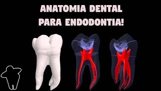 Dentista Estuda 4 PT 1 Anatomia Dental Aplicada à Endodontia  Resumo  Material Complementar [upl. by Borman373]