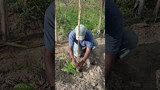 mostrando como coloca o cordão para maracujá subir para o arameshorts [upl. by Verlie]