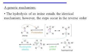 Imine Formation and Hydrolysis [upl. by Aniretac]