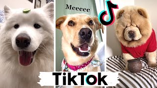 TIK TOKS That Make You Go AAWWW  Funny Dogs of TikTok Compilation  Cutest Puppies [upl. by Cantlon]