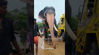 ഒറ്റനിലവിന്റെ ഒറ്റകൊമ്പൻ ❤‍🔥ukkens kunju ukkenskunju keralaelephant KARIVEERANMARr [upl. by Gwenette]