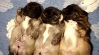 Pekingese puppies 18 days vol2 [upl. by Lederer368]