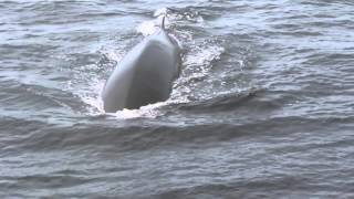 Whale Watching in Tadoussac Quebec Canada Fin Whale Encounter by Sayre Nature [upl. by Nnylsoj154]