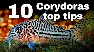 Top 10 beginner tips for keeping Corydoras catfish [upl. by Lourie]