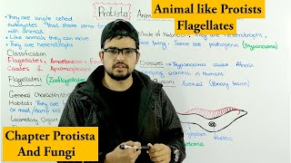 Animal Like Protists Protozoa  Flagellates  Chapter Protista and Fungi [upl. by Ahsertal178]