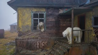 Polar bears on Kolyuchin Island Chukotka Russia [upl. by Ecneralc705]