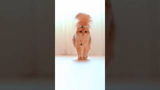 Cute cat lovely cat 😺 cat cutecat animalshorts animals viralvideos shortvideo shortfilm [upl. by Aplihs]