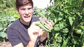 Your Tomato Leaves are Curling What Does it Mean and What Causes It [upl. by Minnnie]