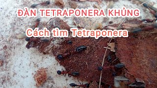 ĐÀN TETRAPONERA KHỦNG GIỮA RỪNG XANH [upl. by Nesahc]