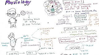 Physiology Intracellular and Extracellular fluid [upl. by Rawdon]