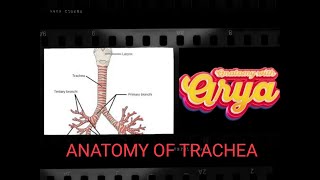 TRACHEA ANATOMY THORAX IN TAMIL [upl. by Paddy]