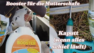 Wenn es schief läuft dann aber richtig Booster für die Mutterschafe farming sheep schafe [upl. by Kelsy]