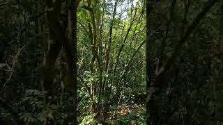 Makkutta forest pass KannurKarnataka Border A journey inside Forest in Western Ghats [upl. by Nitsrek]