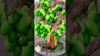 Heavy Fruiting Bonsai Mango Treegarden mango plants bonsai outdoors gardening tree [upl. by Yruoc591]