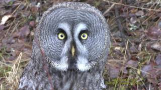 LAPPUGGLA Great Grey Owl Strix nebulosa Klipp  1994 [upl. by Aenehs]