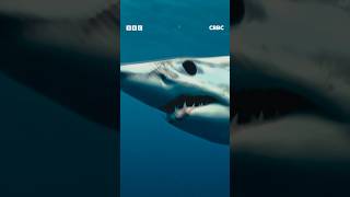 Sharks Are EPIC  CBBC Shorts [upl. by Ilak533]