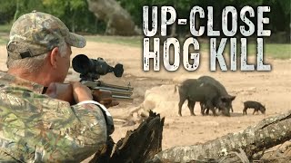 Big Bore 50 Caliber Air Rifle Hunt for Wild Boar [upl. by Ynabla]