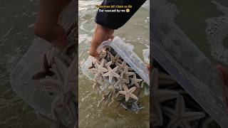 Rescue mission Over 100 Starfish safely returned to their home 🥺 [upl. by Cara]