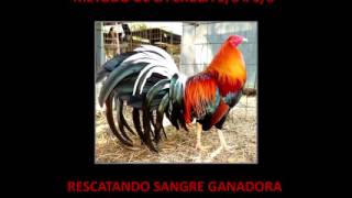 Metodo de consanguinidad de gallos [upl. by Alitta]