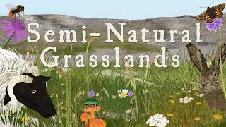 The biodiversity and importance of Irelands seminatural grasslands [upl. by Arama]